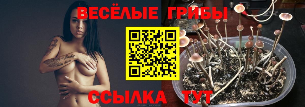 Королёв  Галлюциногенные грибы Psilocybe  Вход с VPN 